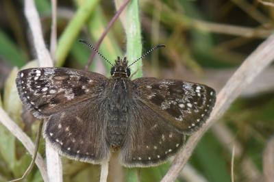 Point de Hongrie 
