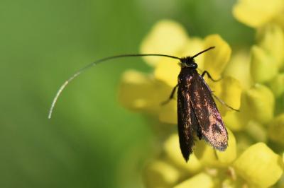 <i>Cauchas rufimitrella</i>