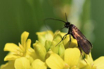 <i>Cauchas rufimitrella</i>