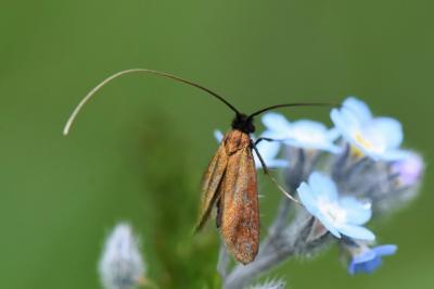 <i>Cauchas rufimitrella</i>