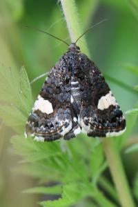 Noctuelle en deuil 