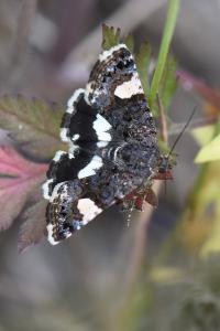 Noctuelle en deuil 