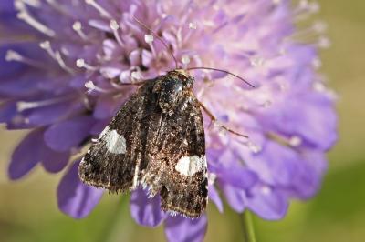 Noctuelle en deuil 