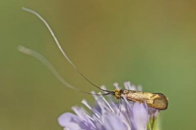 <i>Nemophora metallica</i>