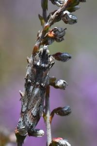 <i>Pempelia palumbella</i>