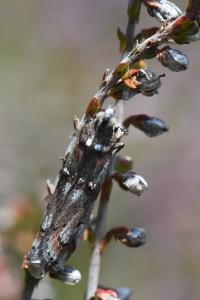 <i>Pempelia palumbella</i>