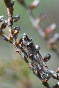 <i>Pempelia palumbella</i>