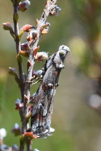 <i>Pempelia palumbella</i>