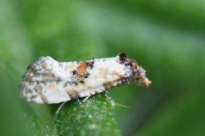 <i>Cochylis hybridella</i>