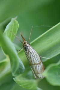 <i>Chrysocrambus linetella</i>