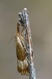 <i>Chrysocrambus linetella</i>