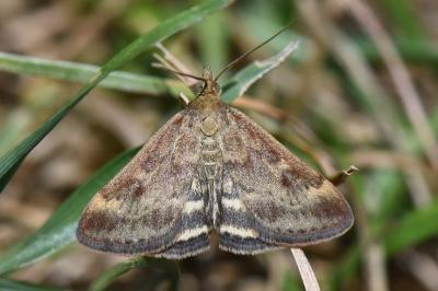 <i>Pyrausta despicata</i>