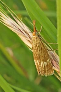<i>Chrysocrambus linetella</i>