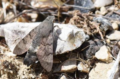 Moro-Sphinx 
