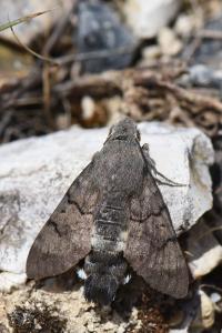 Macroglossum stellatarum