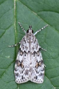 <i>Scoparia basistrigalis</i>