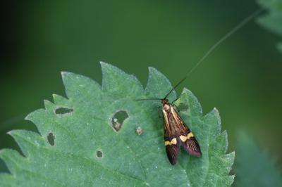 <i>Nemophora degeerella</i>