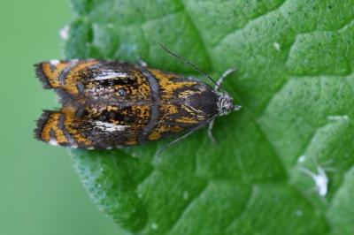 <i>Olethreutes arcuella</i>