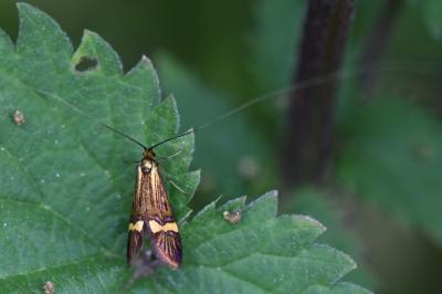<i>Nemophora degeerella</i>