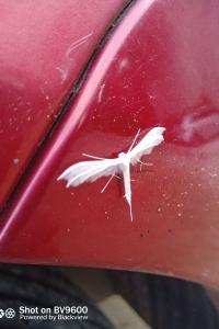 <i>Pterophorus pentadactylus</i>