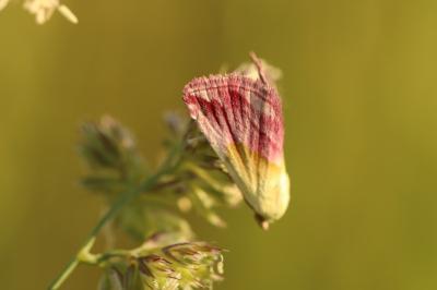 Noctuelle purpurine 