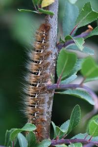Bombyx du Chêne 