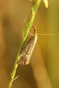 <i>Chrysocrambus linetella</i>