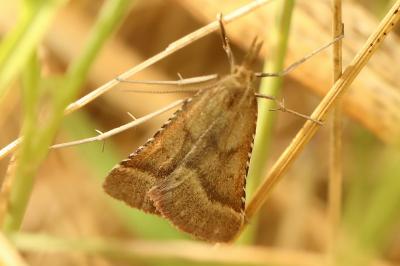 <i>Synaphe punctalis</i>
