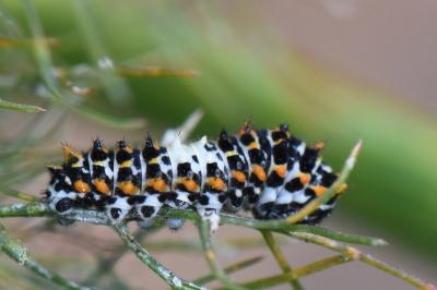 Papilio machaon