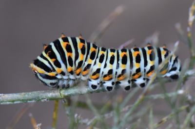 Machaon 