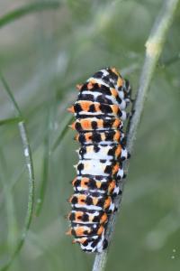 Machaon 