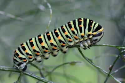Machaon 