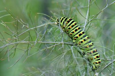 Machaon 