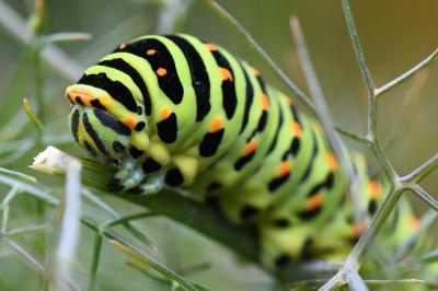Machaon 