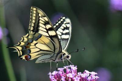 Machaon 