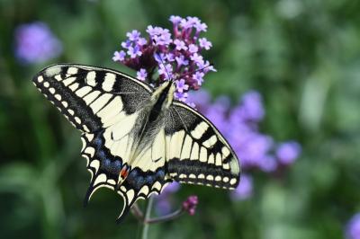 Machaon 