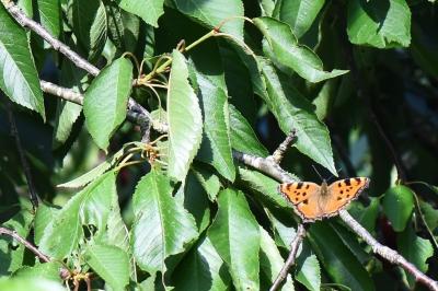 Nymphalis polychloros