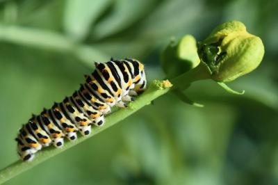 Machaon 