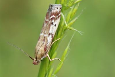 <i>Delplanqueia dilutella/inscriptella</i>