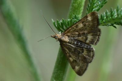 <i>Pyrausta despicata</i>