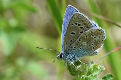 Polyommatus icarus