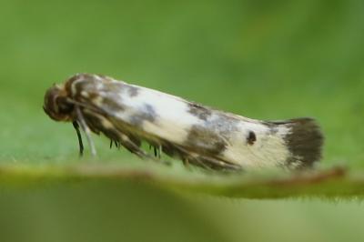 <i>Enolmis acanthella</i>
