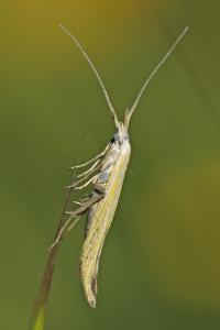 <i>Coleophora</i>