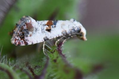 <i>Cochylis hybridella</i>