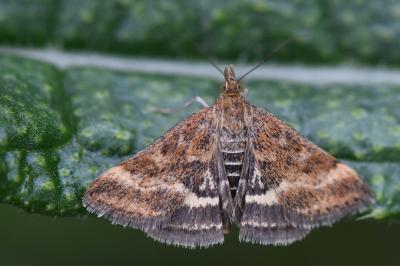 <i>Pyrausta despicata</i>