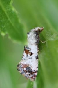 <i>Cochylis hybridella</i>