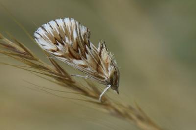 <i>Cynaeda dentalis</i>