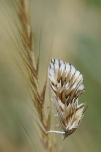 <i>Cynaeda dentalis</i>