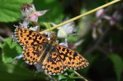 Boloria dia