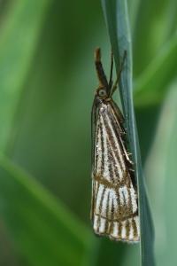 <i>Chrysocrambus linetella</i>